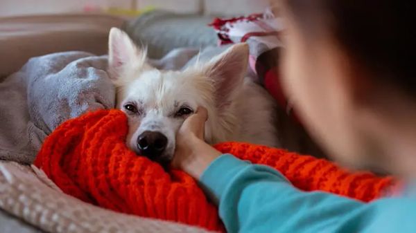 dog anxiety probiotics omega-3 fats