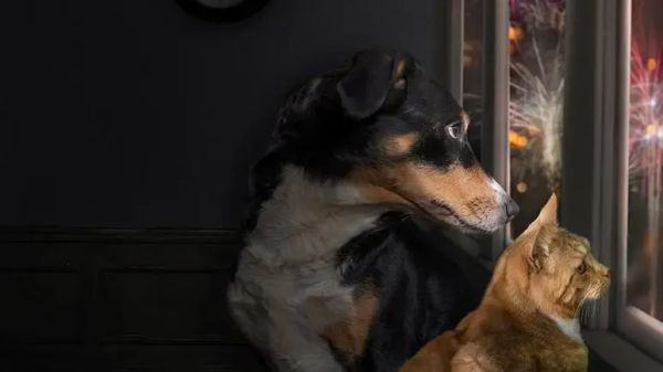 pets firework season