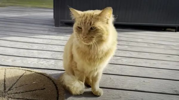 marmys journey to safety