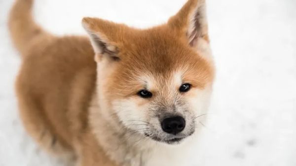akita dog breed