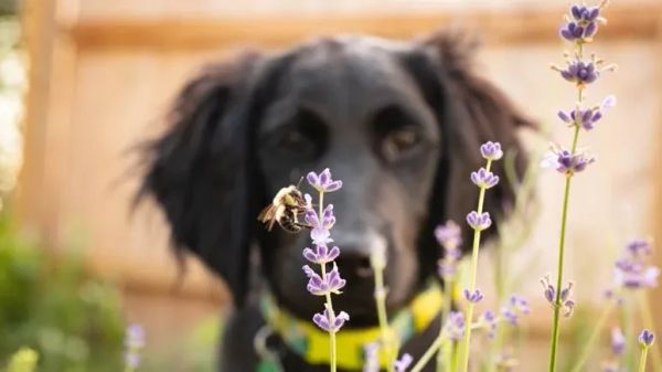 dogs can be stung by insects