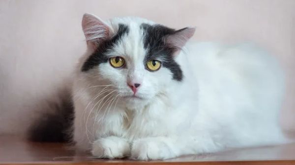 10 habits breaking cat spirit