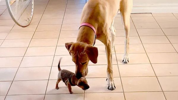 abbey and riley an unlikely friendship