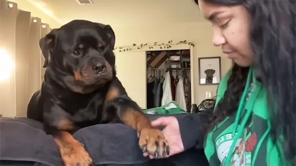 blake the misunderstood rottweiler