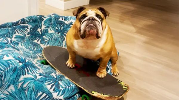 chowder the skateboarding dog