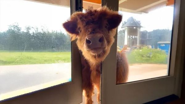 cows in the house again