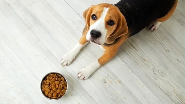 dogs carb heavy diets