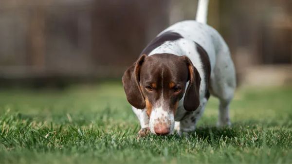 dogs create mental image of items they sniff