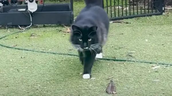 domino from feral to family