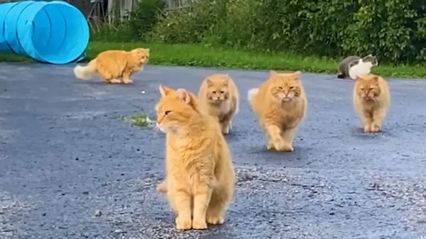 from barn cats to indoor snugglers