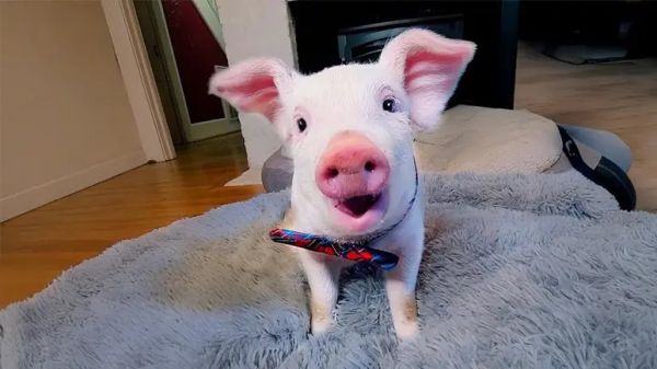 from fearful to loved a piglets firsts