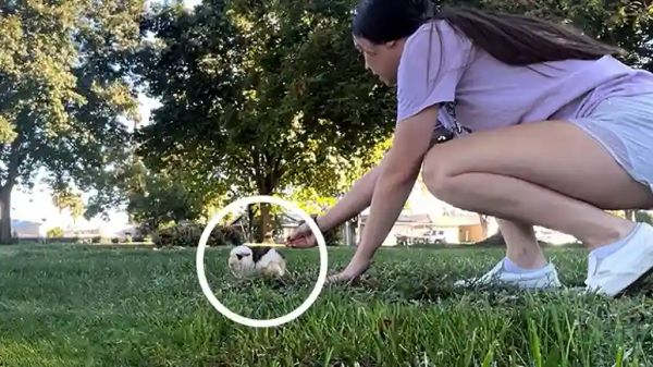 guinea pigs rescued from the park