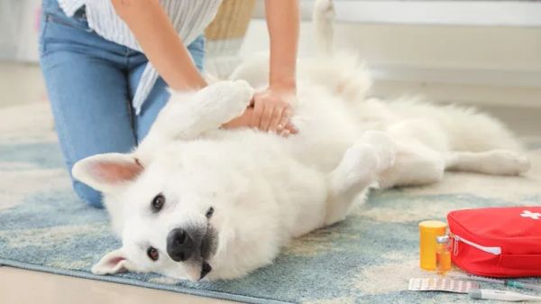 how to perform cpr in dogs