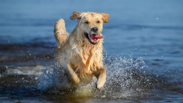 hyponatremia in dogs