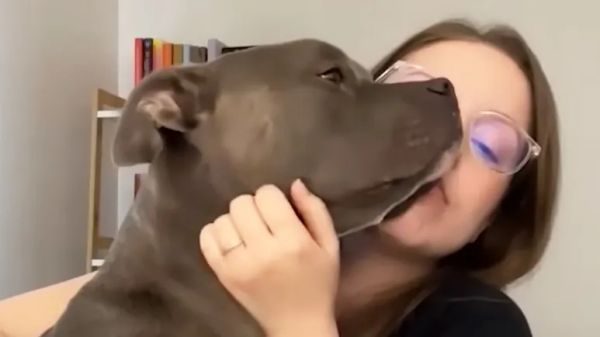 millie a reactive dogs journey of love