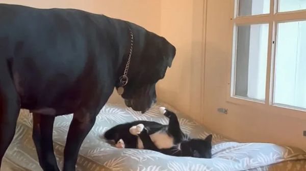 olive the kitten heals ruths heart