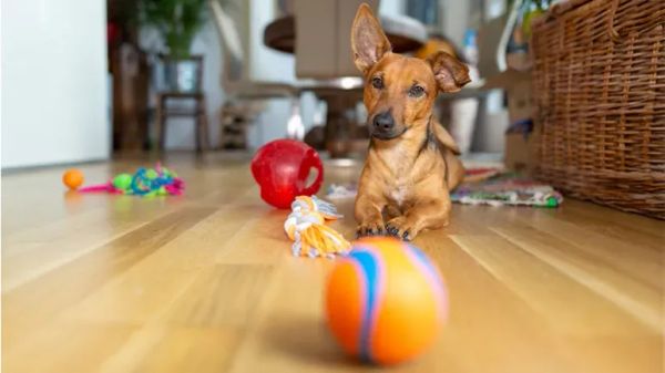 safe dog toys