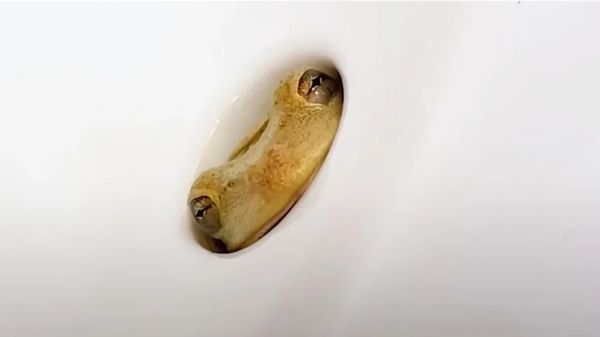 sink frog from bathroom guest to family pet