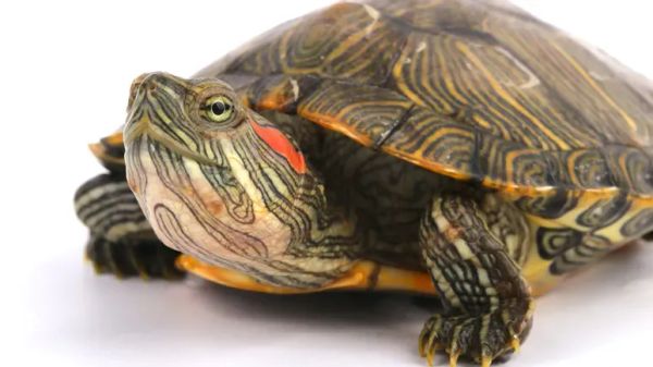 five starter pets for kids