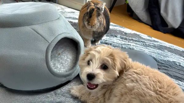 the dog who thinks hes a bunny