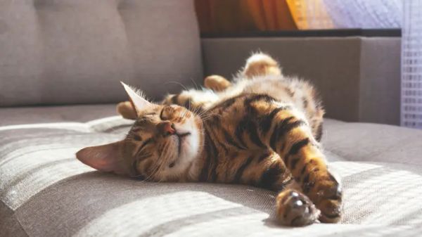 5 cat items to toss now