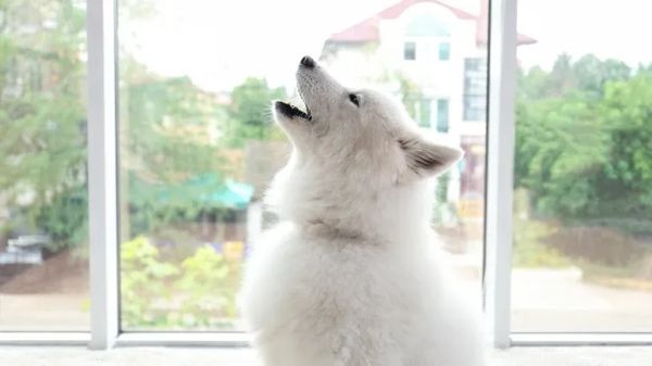 5 reasons dogs howl