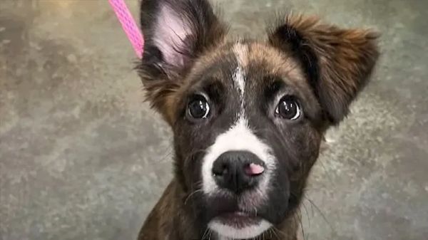 a surprise pup named moka