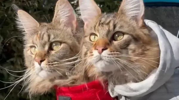 adventure cats on the move