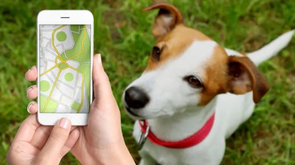 airtag on dogs collar