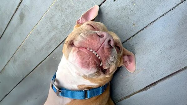 cardi needs a home of her own