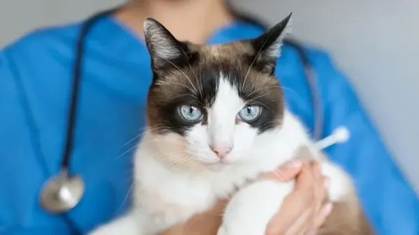 cat chronic kidney disease aim therapy