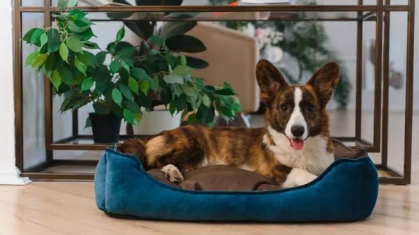 cleaning your pets bed