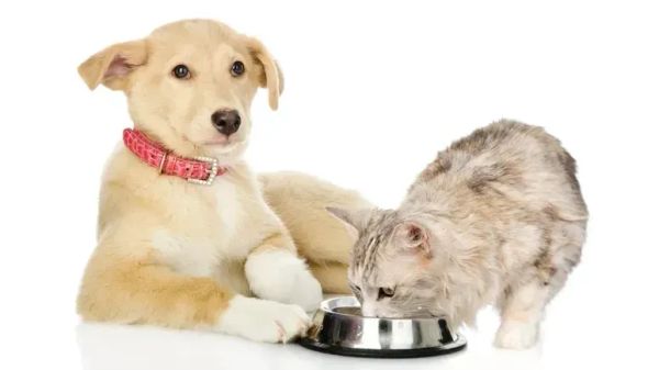 consumer confusion pet food