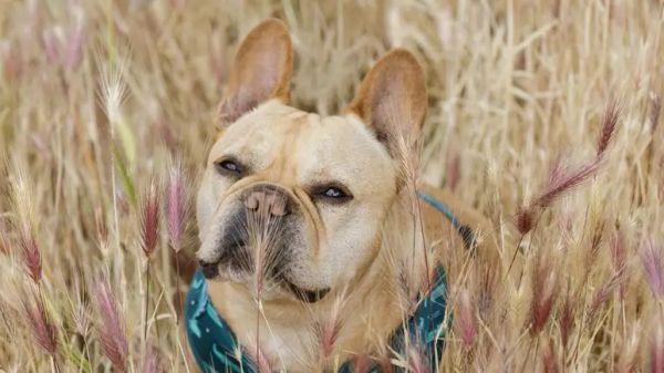 danger of foxtails to dogs
