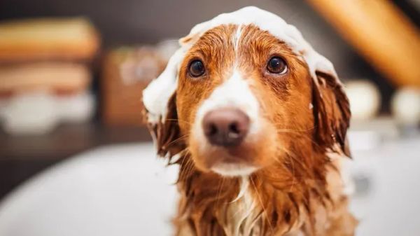 dog bathing