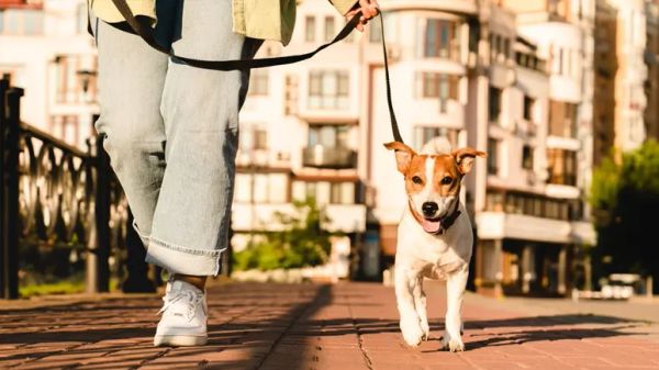 dog breeds running partner