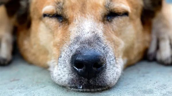 dog runny nose