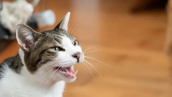 flame retardants hyperthyroidism