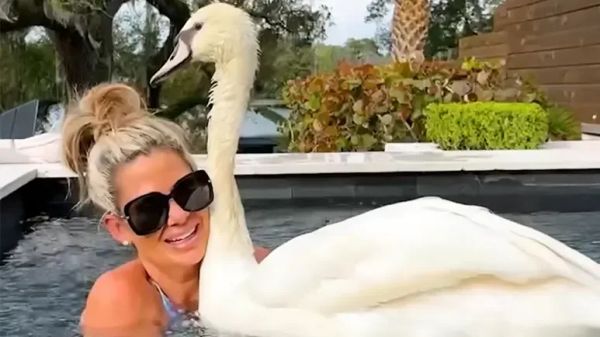 lola the swan who stole our hearts