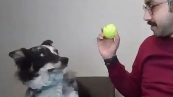 office dog with a game plan