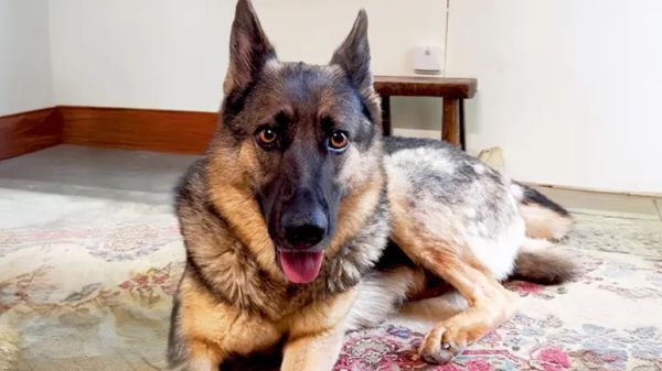 rescued and ready for a second chance