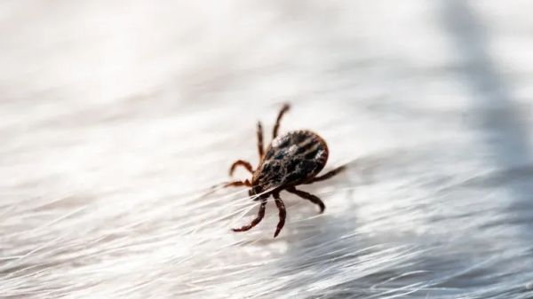 symptoms of lyme disease