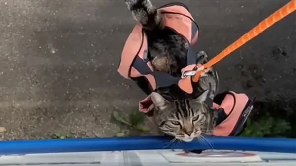 the cat who rides in a backpack