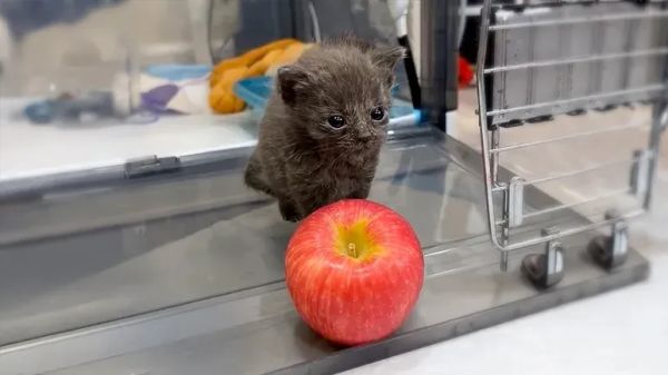 the littlest fighter