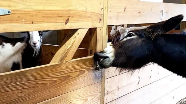 the naughty donkey and his partner in crime