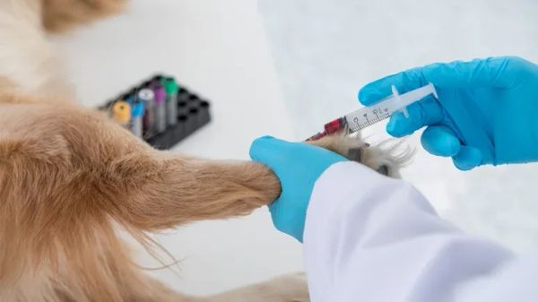 ultraviolet blood irradiation pets