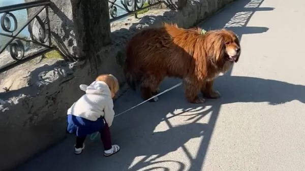 wally the gentle big brother