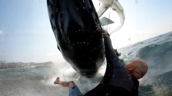 whale encounter caught on camera