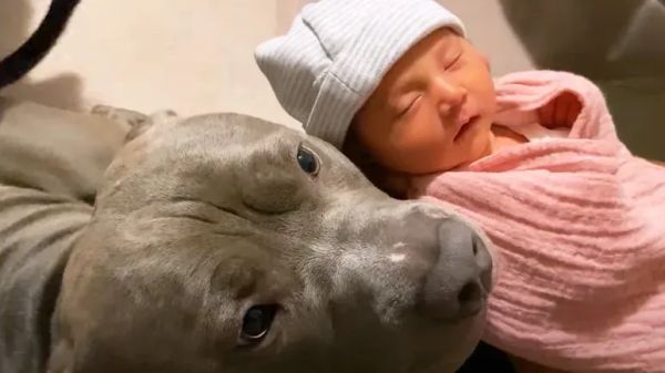 a dogs love for his baby sister