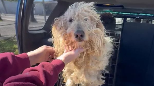 a sweet bond between poodle and owner